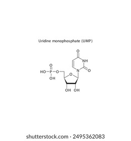 Uridine monophosphate (UMP) skeletal structure schematic illustration, Nucleotide molecule.