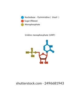 Uridine monophosphate (UMP) skeletal structure schematic illustration, Nucleotide molecule.