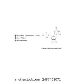 Uridine monophosphate (UMP) skeletal structure schematic illustration, Nucleotide molecule.