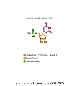 Uridine monophosphate (UMP) skeletal structure schematic illustration, Nucleotide molecule.