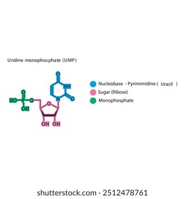 Uridine monophosphate (UMP) skeletal structure schematic illustration, Nucleotide molecule.