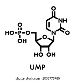 Uridine monophosphate (UMP, uridylic acid) nucleotide molecule. Building block of RNA. Skeletal formula.