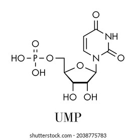 Uridine monophosphate (UMP, uridylic acid) nucleotide molecule. Building block of RNA. Skeletal formula.