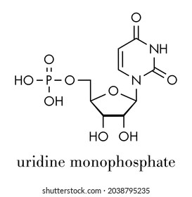 Uridine monophosphate (UMP, uridylic acid) nucleotide molecule. Building block of RNA. Skeletal formula.