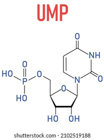 Uridine monophosphate or UMP, uridylic acid, nucleotide molecule. Building block of RNA. Skeletal formula.