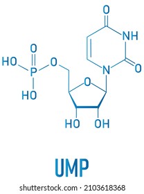 Uridine monophosphate or UMP, uridylic acid, nucleotide molecule. Building block of RNA. Skeletal formula.