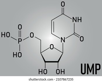 Uridine monophosphate or UMP, uridylic acid, nucleotide molecule. Building block of RNA. Skeletal formula.