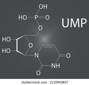 Uridine monophosphate or UMP, uridylic acid, nucleotide molecule. Building block of RNA. Skeletal formula.