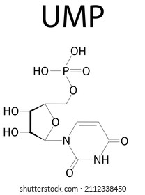 Uridine monophosphate or UMP, uridylic acid, nucleotide molecule. Building block of RNA. Skeletal formula.