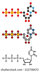 Uridine triphosphate (UTP) nucleotide molecule. Building block of RNA. Stylized 2D renderings and conventional skeletal formula.