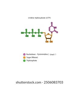 Ilustración esquemática de la estructura esquelética del trifosfato de uridina (UTP), molécula de nucleósido.