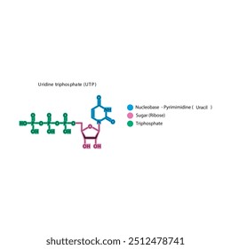 Uridine triphosphate (UTP) skeletal structure schematic illustration, Nucleoside molecule.