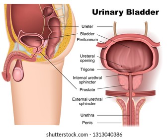 Urinary Bladder Anatomy 3d Medical Vector Illustration