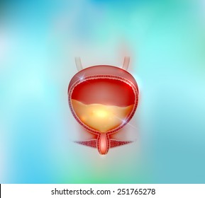 Urinary bladder beautiful blue background