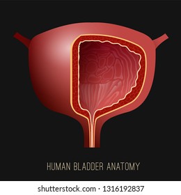 Urinary bladder. Human organ anatomy. Editable vector illustration in realistic style isolated on dark grey background. Medical, healthcare and scientific concept. Educational graphic design