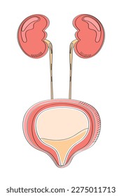 Urinary bladder icon in doodle style. Cystitis, urolithiasis, nephroptosis. Pyelonephritis, diseases and kidney stones vector are shown. 