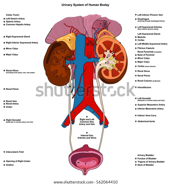 Urinary Renal\
System of Human Body Anatomy with all parts including adrenal gland\
artery and vein supply and cross section of kidney bladder at\
anatomical abdomen area diagram\
vector