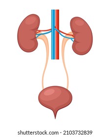 Urinary System Anatomy. Incontinence Biology Infection Uti, Ureter Kidney Bladder Vector Diagram