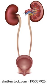Urinary System, Bladder And Kidneys. Cross Section Of The Kidney And Urinary Bladder, Blood Supply To The Kidney