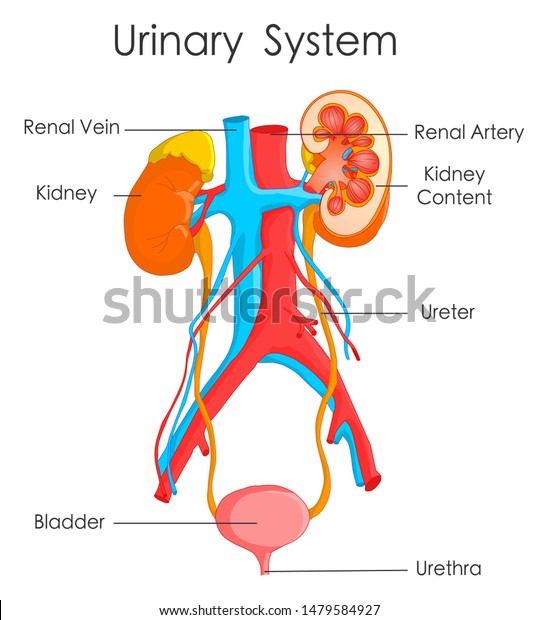 Urinary system. Detailed human kidney\
anatomy. Annotated  urine urinary excretory system. Biology\
educational drawing poster. White background, Vector illustration,\
with explanations.