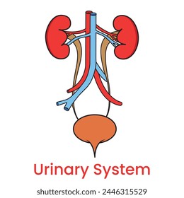 Urinary system diagram on white background. Anatomy of the human urinary system. 