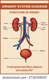 Urinary System Diagram, Structure of Kidney, Medical Education Chart of Biology for Urinary System Diagram. Vector illustration	