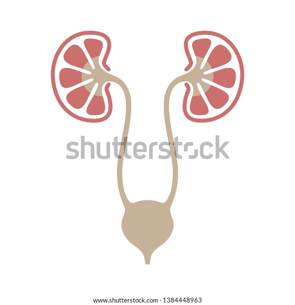 Urinary System Graphic Icon Human Organs Stock Vector (Royalty Free ...