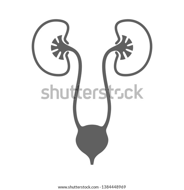 Urinary system graphic icon. Human organs:\
kidneys, ureters and bladder sign. Urological symbol isolated on\
white background. Vector\
illustration