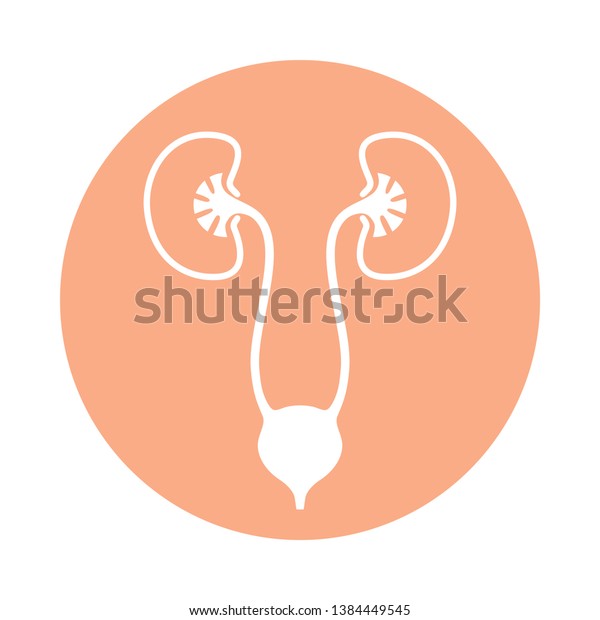 Urinary System Graphic Icon Human Organs Stock Vector (Royalty Free ...