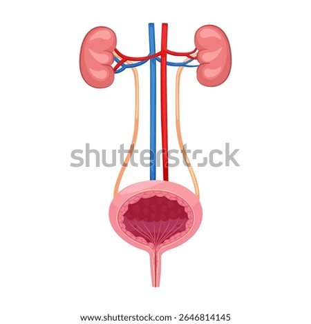 Urinary system human internal organ, kidneys and bladder. Urinary system human internal organ.