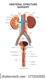 Sistema urinario. Anatomía de riñón humano. Riñón, vejiga y órgano genital masculino. Sistema reproductivo masculino