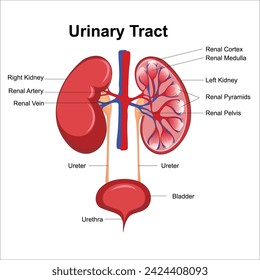 sistema urinario con anatomía del riñón marcada