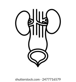 Urinary system, line icon. Kidney, ureter, urinary bladder, adrenal gland, artery and vein, abdominal aorta. Eliminate waste from the body and others functions. Linear illustration, editable strokes