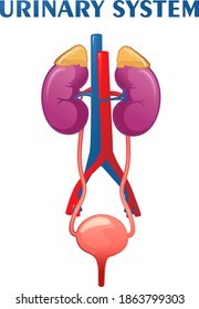 ilustración esquemática del sistema urinario, vectores de órganos internos