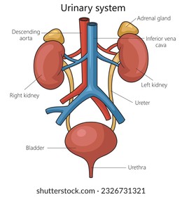 Diagrama de estructura del sistema urinario ilustraciones vectoriales esquemáticas. Ilustración de la ciencia médica