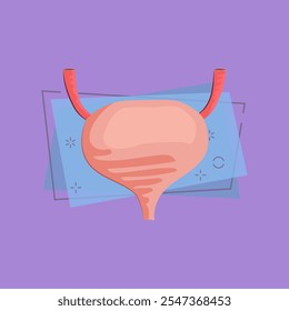 Urinary tract illustration. Human organ, body, anatomy. Medicine concept. Vector illustration can be used for hospital, laboratory, medical colleges and universities, anatomy studying