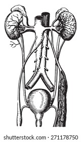 Urinary tract, vintage engraved illustration. 