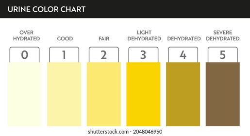 Urine Color Chart Pee Hydration Dehydration Stock Vector (Royalty Free ...