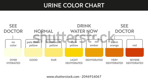 Urine Color Chart Pee Hydration Dehydration Stock Vector (Royalty Free ...