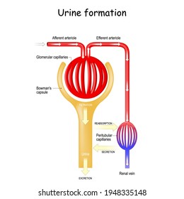 Urine Formation. Glomerulus. Kidney. Filtration, Reabsorption, Secretion And Excretion Stages. Bowmans Capsule, Arteriole And Artery Anatomical Diagram. Vector Illustration