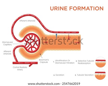 Urine formation occurs in the kidneys through filtration, reabsorption, and secretion, removing waste and excess substances to maintain body fluid balance.