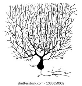 urkinjean cell from human cerebellum as seen in a plane transverse to the long axis of a cerebellar folium, vintage line drawing or engraving illustration.