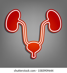 Urogenital system sign. Flat red icon with linear white icon with gray shadow at grayish background. Illustration.