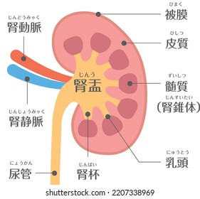 Urology Kidney Structure

It Is Written In Japanese As 