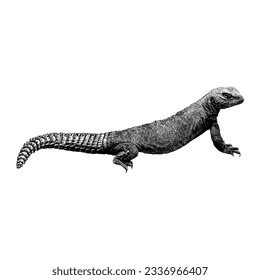 Uromastyx (Spiny-Tail Lizard) handgezeichnete Vektorgrafik einzeln auf weißem Hintergrund.