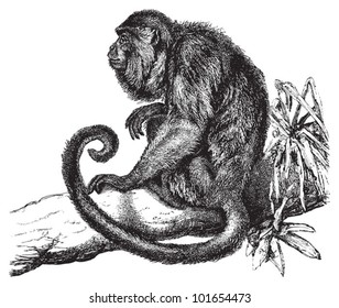 Ursine howler monkey (Mycetes ursinus) / vintage illustration from Brockhaus Konversations-Lexikon 1908