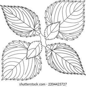 Urtica dioica nettle leaf vector icon black and white

