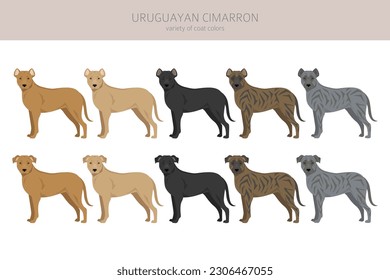 Uruguayan Cimarron clipart. All coat colors set.  All dog breeds characteristics infographic. Vector illustration