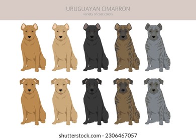 Uruguayan Cimarron clipart. All coat colors set.  All dog breeds characteristics infographic. Vector illustration