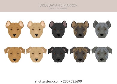 Uruguayan Cimarron clipart. All coat colors set.  All dog breeds characteristics infographic. Vector illustration